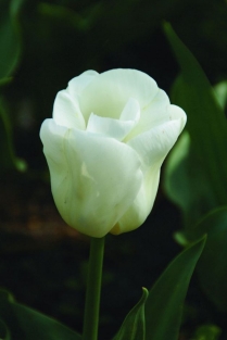 Tulpen Calgary